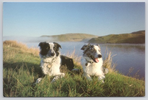 Welsh sheepdogs mid wales - sheepdogs,