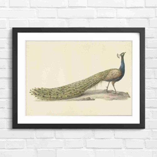 Peacock vintage art original - peacock,