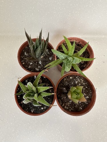 Aloe and haworthia - aloe, collection