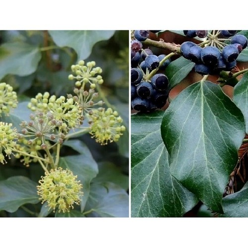 Hedera helix english - 55+,