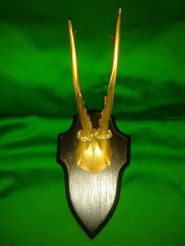 Roe buck deer antlers - deer,