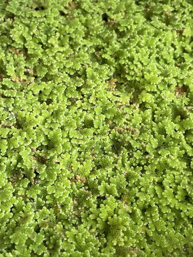 Fairy moss water fern azolla - fairy,