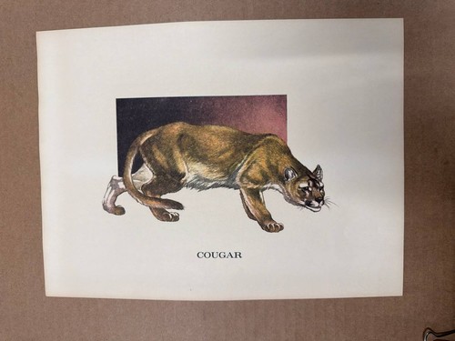 Vintage cougar mountain lion - vintage,