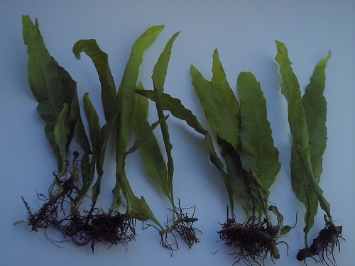 Java fern aquarium aquatic - fern,