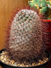 Mammillaria bombycina Mature
