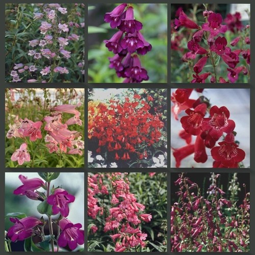 Beardtongues penstemon - beardtongues,