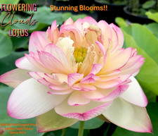 1 Small Flowering Cloud Bare