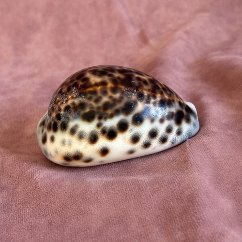 Large cypraea tigris - cypraea,