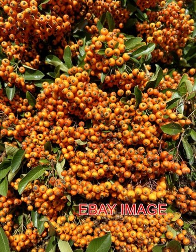 Photo pyracantha coccinea - ,