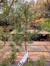 🌲 Potted Scots Pine Plants (Pinus sylvestris) 🌲