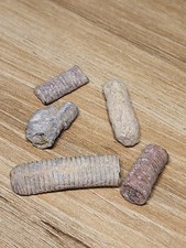 Set Of 5 Detailed Crinoid Fossils Dinosaur Age (Ref 702)
