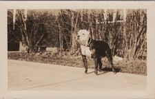 Pitbull Terrier Pit Bull