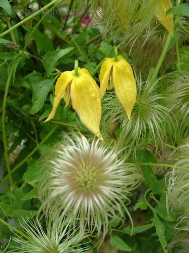 Clematis tangutica hardy - clematis,