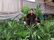 2 x 10ltr 2.5-3ft inc pot