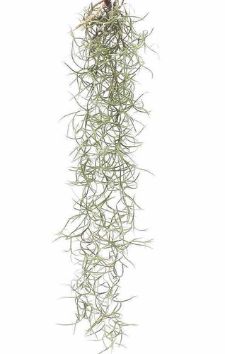 Spanish moss small - moss,