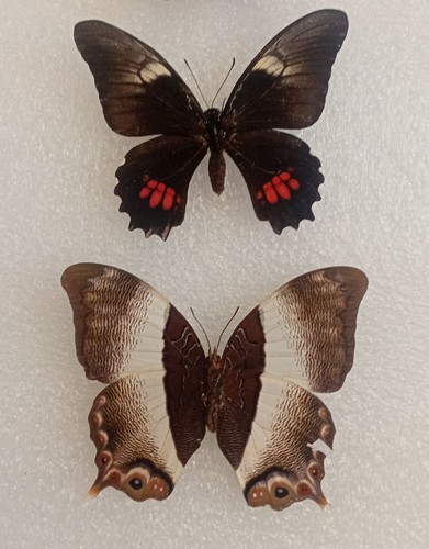 Butterfly specimens wings - butterfly,