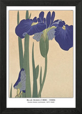 Japanese Iris Print Framed