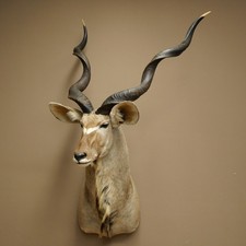 Kudu Head Horns Loose Specimen