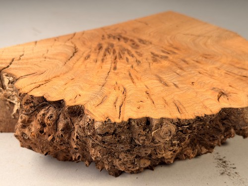 Live edge burr elm - burr, stick