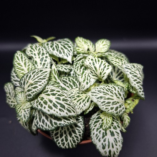 Fittonia mosaic white - mosaic, nerve