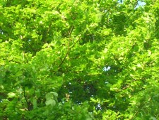 GREEN BEECH TREE Fagus