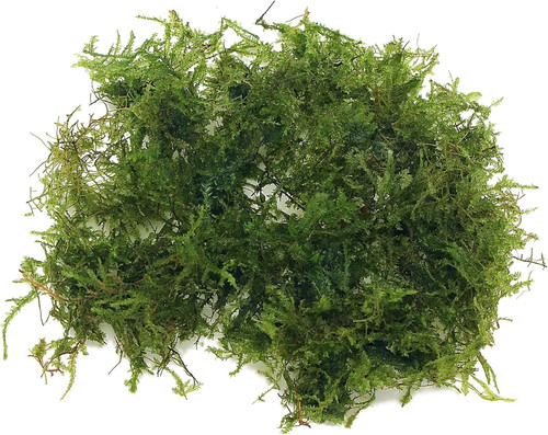 Grams christmas moss - christmas,