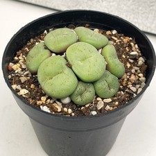Conophytum Cluster | Rare