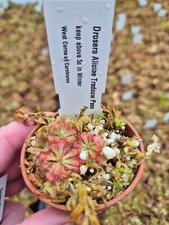 Drosera Aliciae Tradouw Pass   6cm potted
