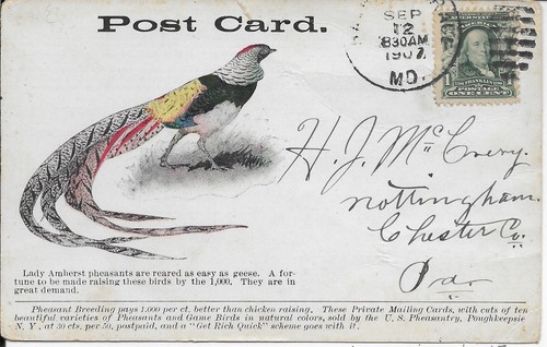 Lady amherst pheasant breeding - lady,