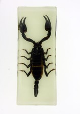 Real Bug Medium Paperweight. 7