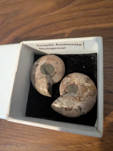 Jurassic ammonite fossils