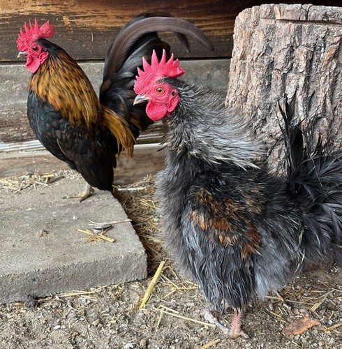 Pure serama hatching eggs - 10+,