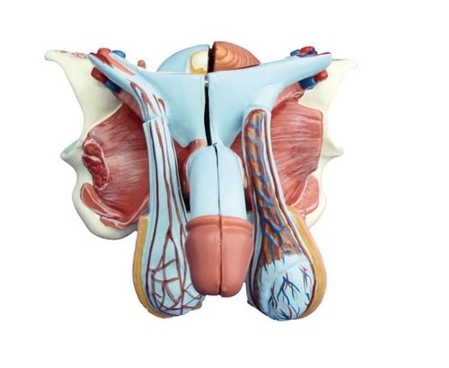 Human male genital penis organ - male,