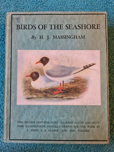 Birds the seashore hj - birds,