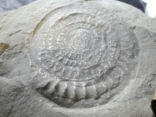 Large Ammonite Fossil