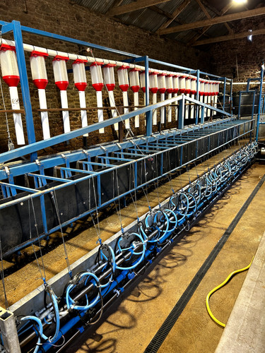 Sheep goat milking parlour - sheep/goat,