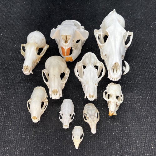 Real animal skulls lot - of, 10