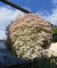 Sedum Album- White Stonecrop