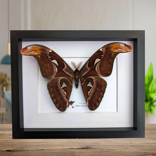 Framed atlas moth - , taxidermy