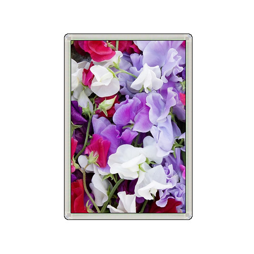 Sweet pea flowers lovely - sweet,
