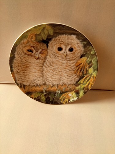 Wedgewood the baby owls tawny - the,