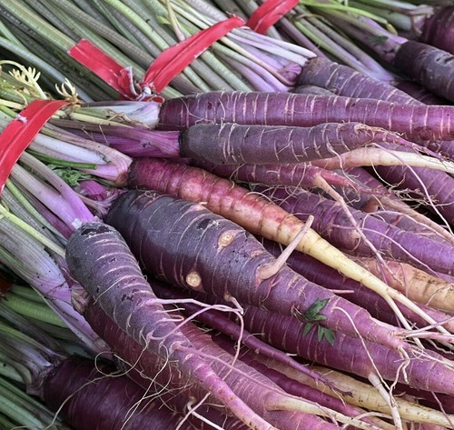 Purple carrot plug plants - plug,