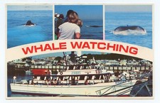 Ranger iii whale watching boat - ranger,