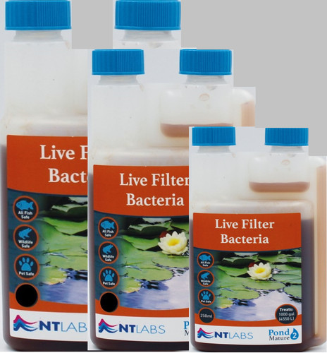 Labs pond mature live - pond,