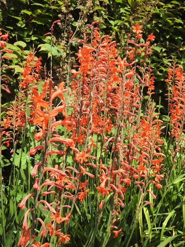 Chasmanthe floribunda - 4,