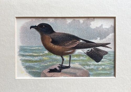 Antique madeira petrel - antique,
