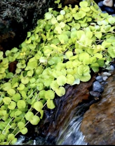 Plug plants creeping jenny - 20,