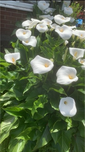 Arum lily plants - lily, known