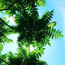 Staghorn Sumac / Rhus Typhina