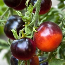 Tomato Seeds - Huge Selection of Varieties